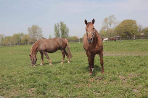 two horses standing in a field eating grass at Gasthof Schraevenacker in Oostvleteren