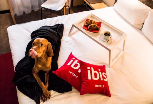 a brown dog laying on a bed with two pillows at ibis Vilnius Centre in Vilnius