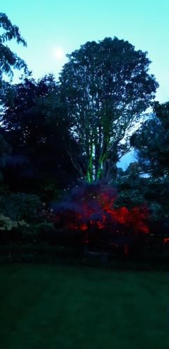 a tree in the middle of a garden with flowers at Sequoia Steps in New Plymouth