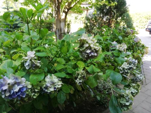 a garden with purple and white flowers and a tree at Pensiunea Ghiocelul in Avrig