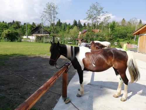 a brown and white horse standing next to a fence at Pensiunea Ghiocelul in Avrig