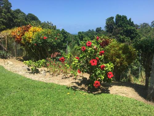 a garden with red roses in the grass at Teresinajamaica in Saint Annʼs Bay
