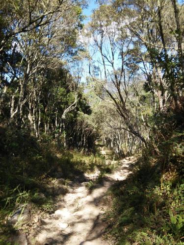 a dirt road in the middle of a forest at Gran Camping Cabanas da Fazenda in Visconde De Maua