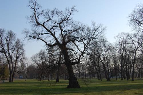 a tree in the middle of a field at Hotel butikowy Pałac Jabłonna in Jabłonna