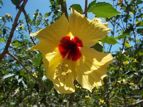 Gambar di galeri bagi Onça 1024 di Trancoso