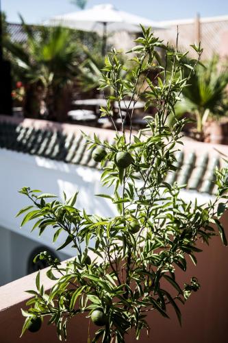 una planta verde encima de una mesa en Riad Danka, en Marrakech