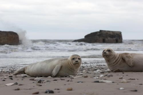 a couple of seals laying on the beach at Hytteby – Hanstholm Camping – Thy Feriepark in Hanstholm