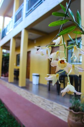 a bunch of white flowers in front of a building at Hospedaje Jose Gorgues in Puerto Iguazú