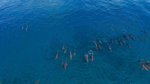 a group of animals swimming in the water at Akiri Surf Retreat in Thulusdhoo