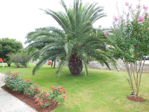 a palm tree in the middle of a yard with flowers at Anita's Terrace Apartment in Zambratija