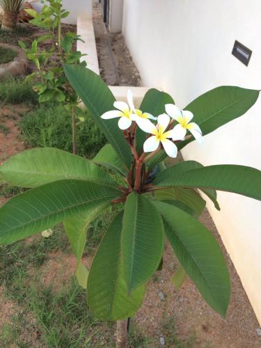 a plant with white and yellow flowers in a yard at Maison Alriad - Alojamiento familiar tranquilo cerca del mar con jardín, porche y parking privado en el interior de la finca no apto para fiestas in Mojácar