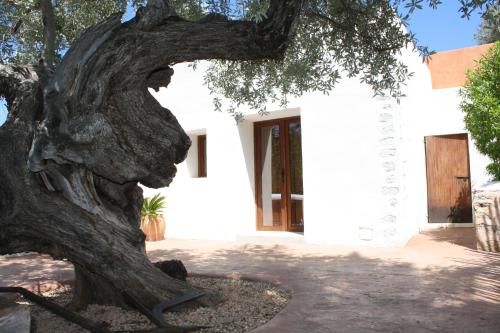 a tree in front of a white house at Agroturismo Can Pere Sord in Sant Joan de Labritja