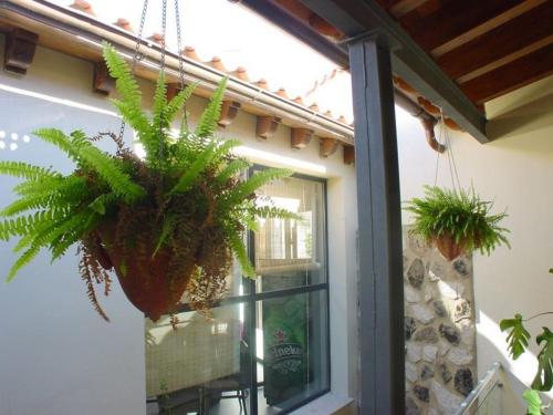 
a window with a plant growing out of it at El Mirador de las Monjas in Trujillo
