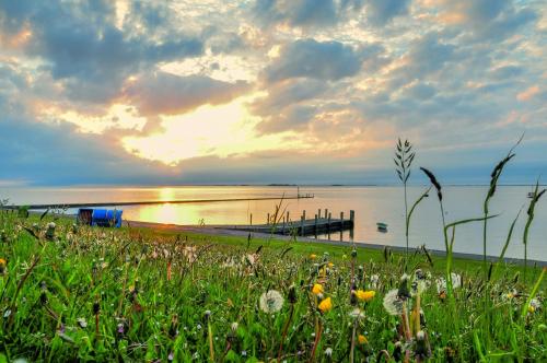 a field of flowers in front of a body of water at Gud Jard Lodge Nr 25 - Design-Ferienhaus mit exklusiver Ausstattung in Pellworm