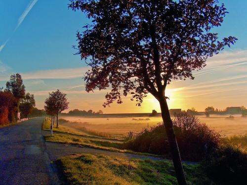 a tree on the side of a road next to a field at Gud Jard Lodge Nr 25 - Design-Ferienhaus mit exklusiver Ausstattung in Pellworm