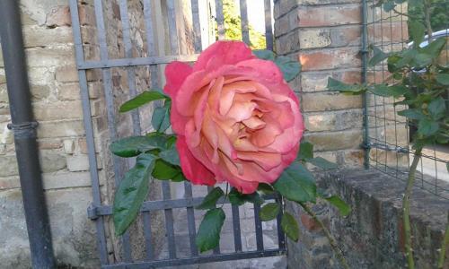 a pink rose is growing next to a fence at Il Nido del Cuculo in Petrignano