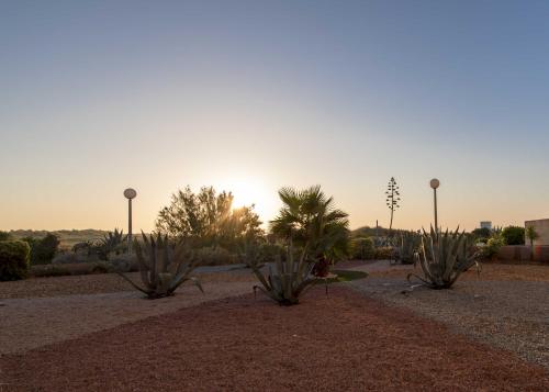 a row of plants in a desert with the sunset at Hotel Les Dunes in Marseillan