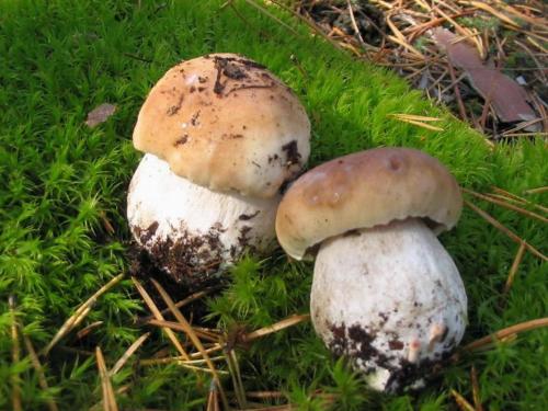 two mushrooms sitting on the ground in the grass at "Дальний кордон" in Moshchanytsya
