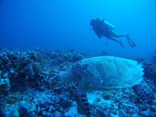 a person swimming over a turtle in the ocean at Sandy Heaven Maldives in Gulhi