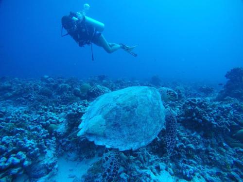 a person swimming in the ocean next to a sea turtle at Sandy Heaven Maldives in Gulhi