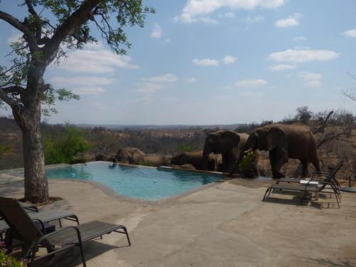a herd of elephants standing around a pool of water at Mbizi Bush Lodge in Grietjie Nature Reserve