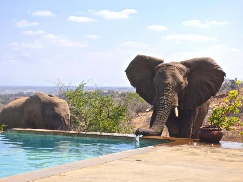 an elephant is standing in a pool of water at Mbizi Bush Lodge in Grietjie Nature Reserve