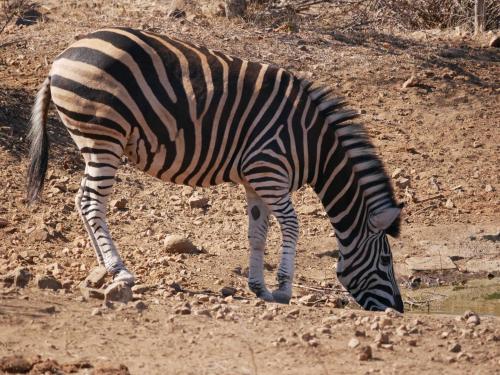 a zebra standing on a dirt field eatinggrass at Mbizi Bush Lodge in Grietjie Nature Reserve