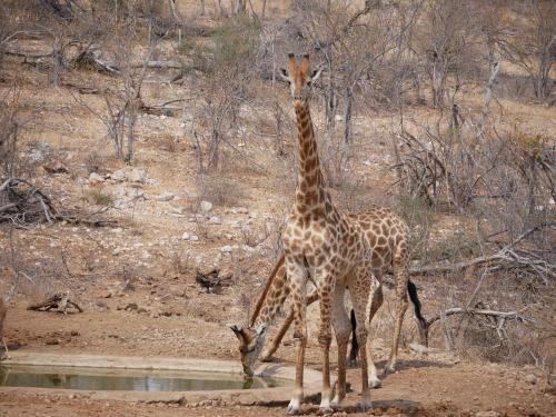 two giraffes standing next to a watering hole at Mbizi Bush Lodge in Grietjie Nature Reserve