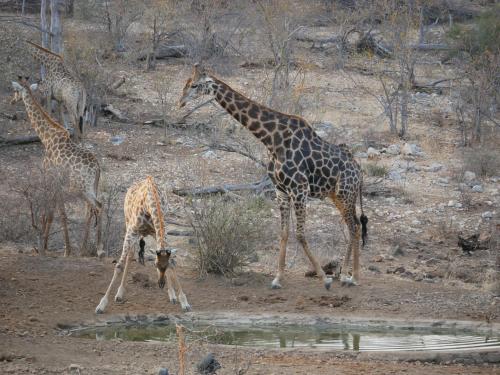 a group of giraffes standing around a watering hole at Mbizi Bush Lodge in Grietjie Nature Reserve