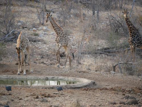 three giraffes standing next to a watering hole at Mbizi Bush Lodge in Grietjie Nature Reserve