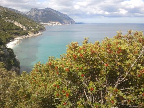 a view of a body of water with a tree at B&B Luce Viola in Dorgali