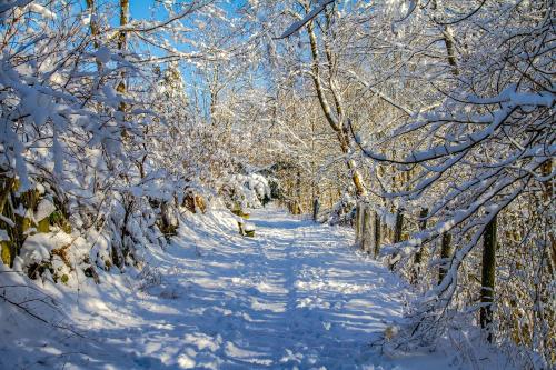 a snow covered path in a forest with snow covered trees at Hotel Schneider in Winterberg