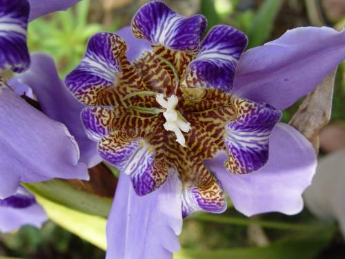 a close up of a purple flower at Pestana Miramar São Tomé in São Tomé