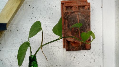 Adams Wood House Ayurveda Homestay Retreat Kochi