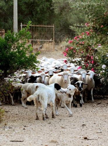 a herd of sheep walking down a dirt road at Country House S'Ozzastru in Dorgali