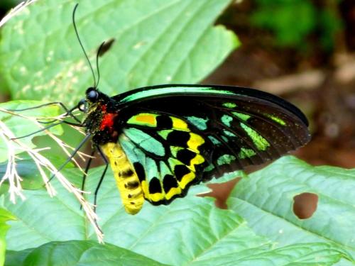 a black and yellow butterfly sitting on a green leaf at Daintree Holiday Homes - The Folly in Diwan
