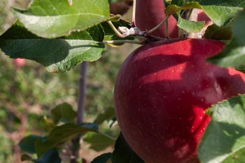 a red apple hanging from a tree branch at BUEHLERHOF Agriturismo, Obst-&Weingut, Urlaub mit Hund, Bauernhof, Brixen in Rosa