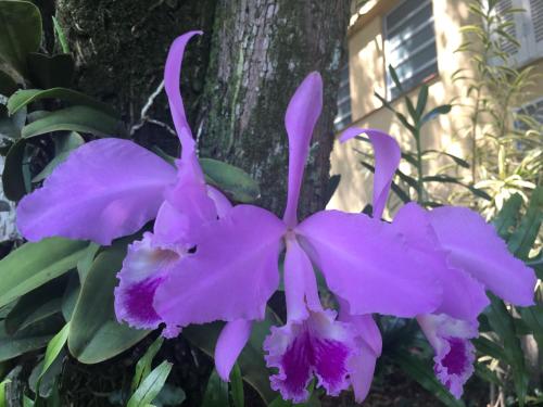 a purple flower in front of a tree at Casa Caminho do Corcovado - Pet friendly in Rio de Janeiro