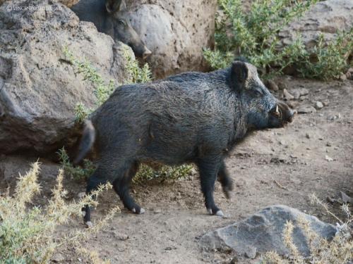 a black pig walking on the ground near some rocks at Country House S'Ozzastru in Dorgali