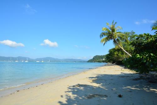 a palm tree on the beach at Good Night Pool Villa Phuket - SHA Plus in Phuket Town