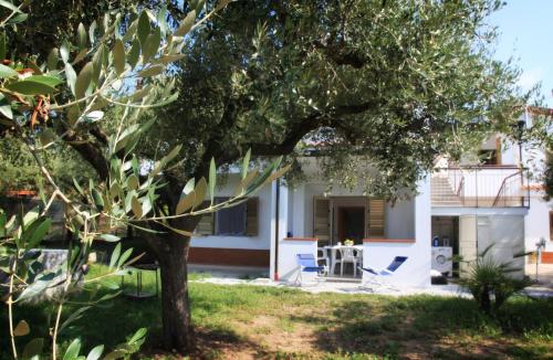 a house with a tree and chairs in the yard at Case Vacanze Sangeni in Capo Vaticano