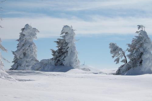 a group of snow covered trees in the snow at Arnica Montana in Arieşeni