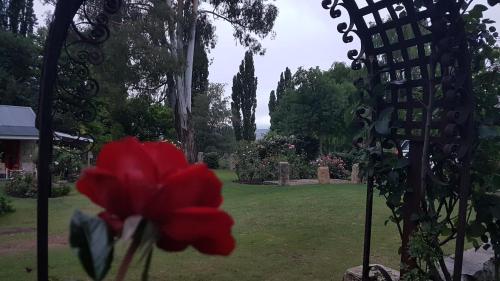 uma flor vermelha sentada na relva num quintal em Periwinkle Grove Cottage em Clarens