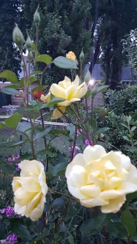 três rosas amarelas estão crescendo em um jardim em Periwinkle Grove Cottage em Clarens