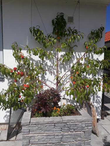 a tree in a brick planter with fruits on it at The Studio in Klövedal