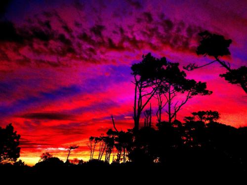 a red and purple sky with trees in the foreground at Aloha Village in La Pedrera
