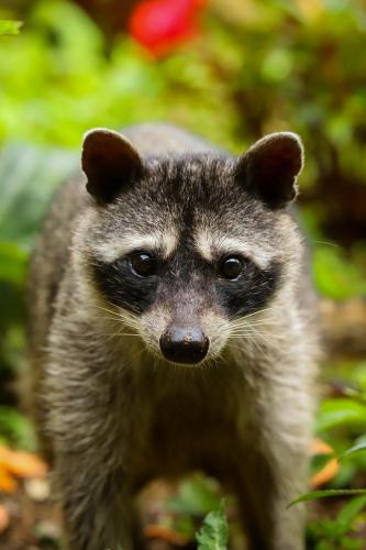 a close up of a raccoon looking at the camera at Los Pinos Cabins & Reserve in Monteverde Costa Rica