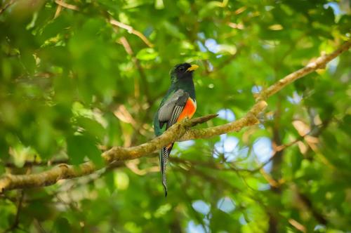a bird is sitting on a tree branch at Los Pinos Cabins & Reserve in Monteverde Costa Rica