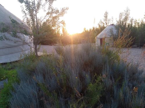 a field of tall grass next to a building at Yurt camp Tosor in Tossor
