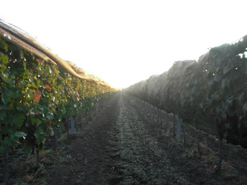 a row of vineyards with the sun in the background at Wein & Landhaus Willi Opitz in Illmitz